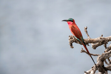 Southern carmine bee eater  is sitting on a branch in Mana Pools  National Park in Zimbabwe