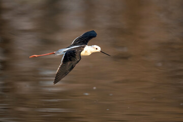 Black winged stilt flying over Long Pool in Mana Pools National Park in Zimbabwe