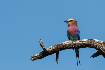 Lilac Breasted Roller sitting on a branch in Kruger National Park in South Africa
