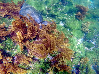 Galapagos green sea turtle eating seaweed at Punta Espinoza, Fernandina Island, Galapagos, Ecuador