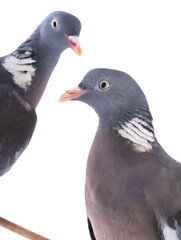 male and female european wood pigeon(Columba palumbus) isolated