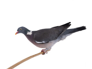 european wood pigeon(Columba palumbus) sitting on a branch isolated