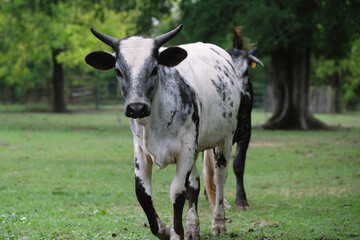 Naklejka na ściany i meble Crossbred brahman beef calf with horns in farm field.