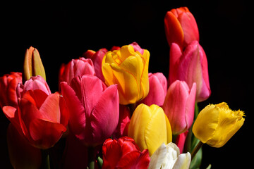 Close up of a brightly colored bouquet of tulips that glow with their flowers against a dark...