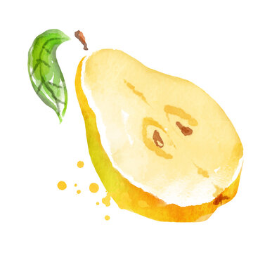 Watercolor vector illustration of quince