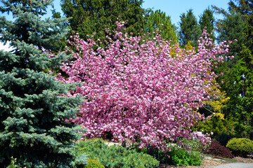 Rhododendron is a genus of woody plants in the heath family either evergreen or deciduous found in...