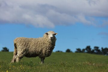 Romneyschaf / Romney sheep / Ovis