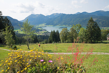 view from Schliersberg hill to lake Schliersee and alps, flowers in front