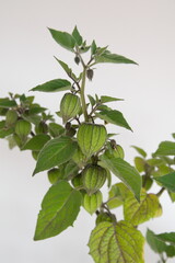 Physalis peruviana with fruits, Inca berry, Cape gooseberry