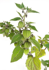 Physalis peruviana with fruits, Inca berry, Cape gooseberry, on white background