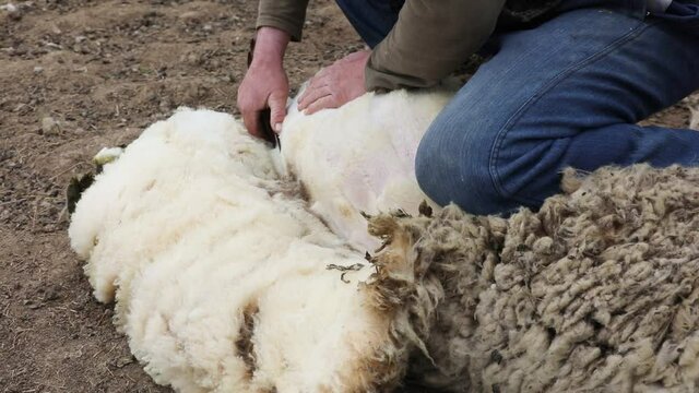 Close-Up Of Male Farm Worker Shearing Sheep outdoors
