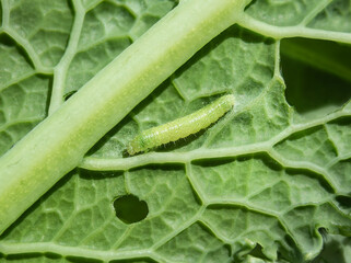 Larva of cabbage white butterfly, cabbage butterfly or Pieris rapae. Macro of tiny 1-5 days old yellow green caterpillar or larva feeding on a kale leaf. Garden pest for brassicas. Selective focus.
