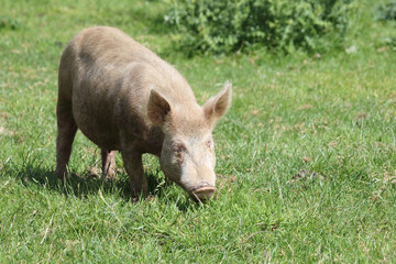 Hausschwein / Domestic pig / Sus scrofa domesticus