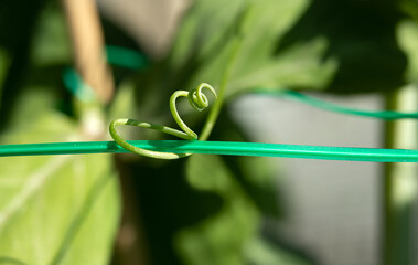 Climbing pea tendrils wrapped around garden wire in a spiral. Macro of sugar pea plant reaching out for support. Pole snap pea plant started early spring. Selective focus with defocused foliage.