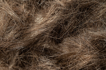 Pile of cut hair, top view. Macro of 1 cm long blond female hair after a haircut at a hair salon,...