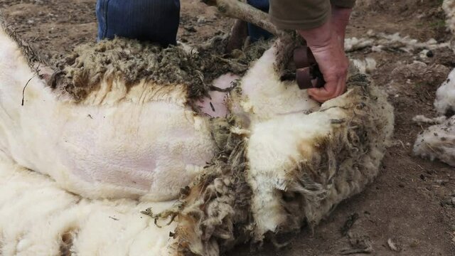 Farmer uses a heavy pair of scissors to shear a sheep outdoors
