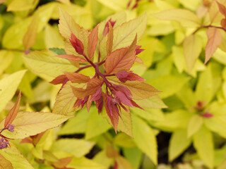 Spiraea x bumalda 'Gold Flame' ou spirée hybride, petit arbuste au feuillage décoratif jaune vif, orange feu à vert moyen à floraison rose violacée