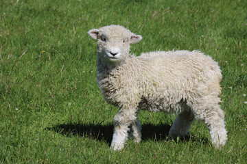 Obraz premium Romneyschaf / Romney sheep / Ovis.