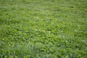 green grass background