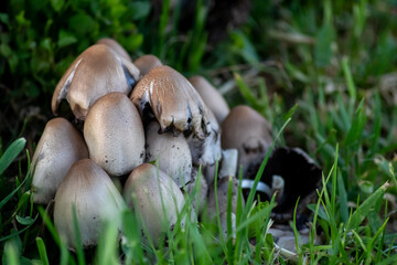 Little mushrooms with small helmets on vibrant green moss in a forest clearing shows wood decomposition on a mushroom foray with fungal friends in the woods on broken trees as natural garbage collect