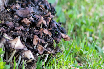 Little mushrooms with small helmets on vibrant green moss in a forest clearing shows wood decomposition on a mushroom foray with fungal friends in the woods on broken trees as natural garbage collect