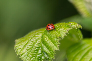 Beautiful black dotted red ladybug beetle climbing in a plant on green grass seeds with copy space hunting for plant louses to kill them as beneficial organism and useful animal in the spring garden