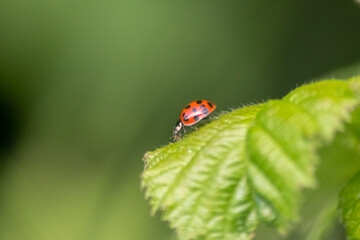Beautiful black dotted red ladybug beetle climbing in a plant on green grass seeds with copy space...