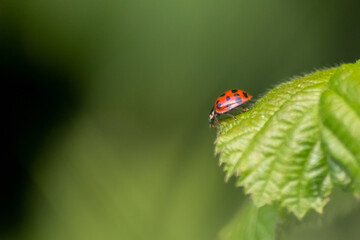 Naklejka premium Beautiful black dotted red ladybug beetle climbing in a plant on green grass seeds with copy space hunting for plant louses to kill them as beneficial organism and useful animal in the spring garden
