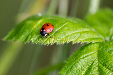 Beautiful black dotted red ladybug beetle climbing in a plant on green grass seeds with copy space hunting for plant louses to kill them as beneficial organism and useful animal in the spring garden