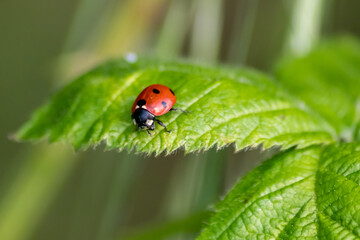 Beautiful black dotted red ladybug beetle climbing in a plant on green grass seeds with copy space...