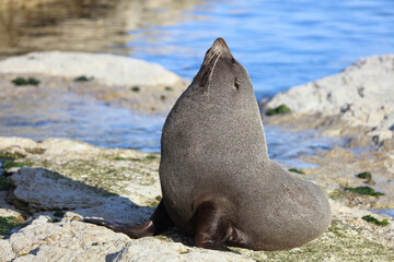 Naklejka premium Neuseeländischer Seebär / New Zealand fur seal / Arctocephalus forsteri