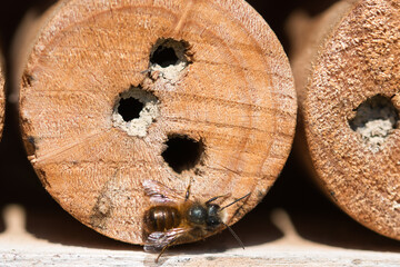 Bee hotel with wood drilled with holes, hollow bamboo stalks and wild solitary mason bee  , detailed textured macro