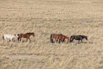 Wild Horses in the Utah Desert