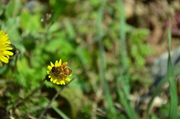 yellow flower on bee