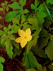 São caetano melon leaf nature plant