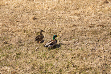 A male and female mallard duck