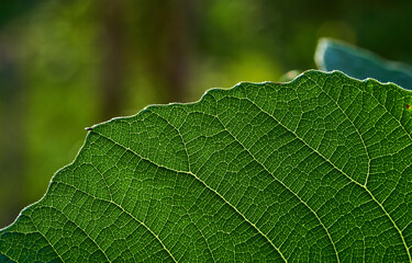 The pattern of figs leaf