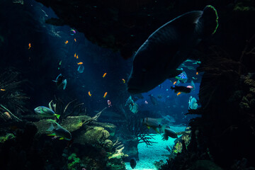Aquatic world with fish of different colors and light on the corals.