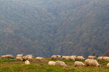 Landscape in Romania