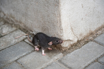 A wild fluffy rat walks on the paving slabs of the city and peeps around the corner of the building...