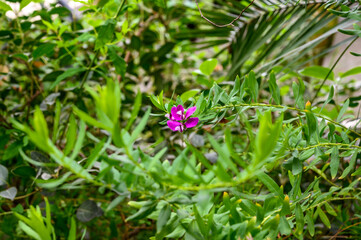 Polygala myrtifolia. beautiful pale pink flower. Botanical Garden