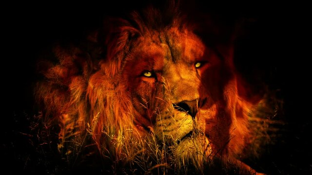 Lion Looks Up In Fire With Glowing Eyes