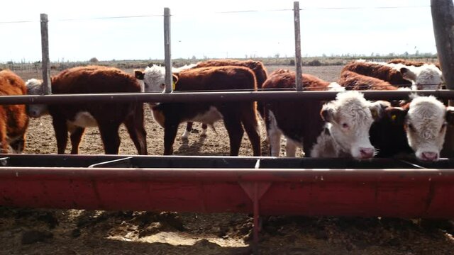 Hereford cattle farm in the interior of Argentina eating feed