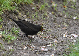 er muß auch noch mit