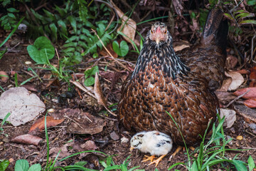 Gallina de patio protegiendo a sus polluelos