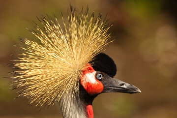 Closeup of a crowned crane