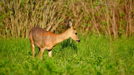 Roe deer in natural habitat on a spring day, stands sideways among the grass, close-up. A female roe deer in the wild, grazing, side view. 