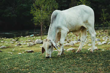 Obraz na płótnie Canvas Vaca cominando pasto 