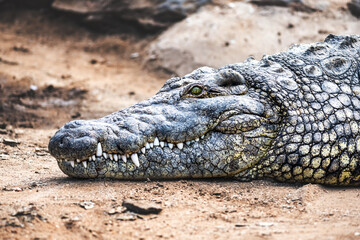 Big african alligator crocodile head on crocodile farm