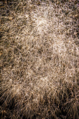 Fireworks in the sky closeup